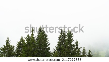 A photo of a forest and foggy overcast day in Allgau, Bavaria