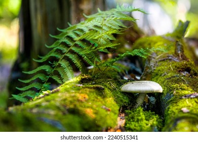 Photo of a forest landscape - a mushroom on a fallen tree makes its way through the moss. Sun's rays make their way through the dense foliage of the trees. - Powered by Shutterstock