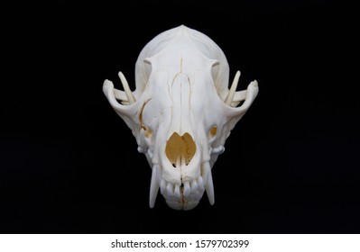 Photo Fox Skull Crack On Black Stock Photo (Edit Now) 1579702399