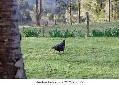 A photo of a free-range, black chicken on a farm, pecking in the grass, with a fence and trees blurred in the background. - Shutterstock ID 2276053583