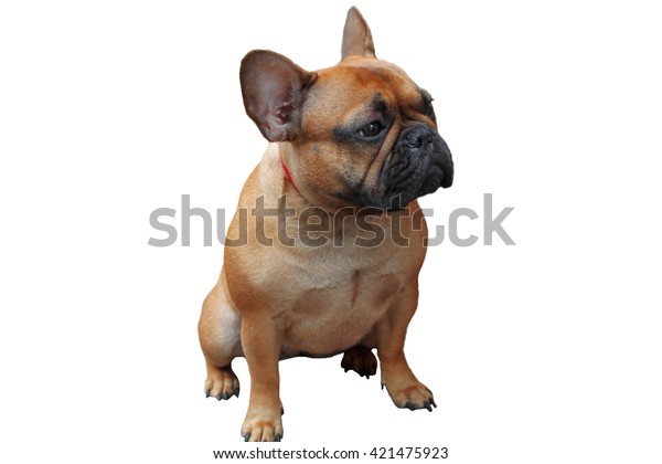 99+ French Bulldog Teacup Dog Breeds