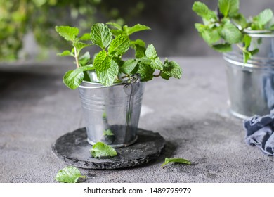 Photo of fresh mint in a pot. Peppermint plants in a pot. Fresh mint growing in a flowerpot. Herb. Still life photography. Image