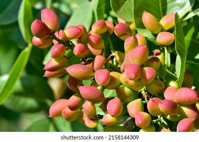 photo of fresh pistachios on a tree - Shutterstock ID 2158144309