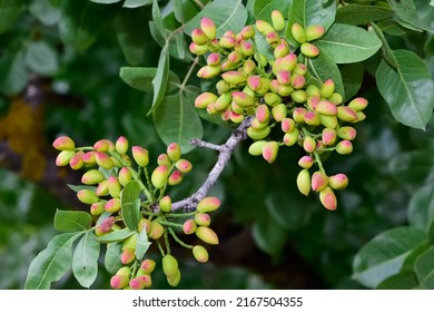 3,100 Garden pistachio Images, Stock Photos & Vectors | Shutterstock