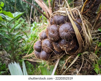 Photo Of Fresh Salacca Zalacca..