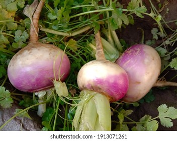 Photo of fresh turnip. Turnip is lying in Agricultural field. Turnip after harvesting. Turnip product of Pakistan. Vegetable photography. January 2021