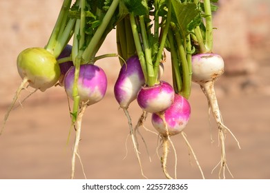 Photo of fresh turnip. Turnip is lying in Agricultural field. Turnip after harvesting.Fresh turnips closeup.Bunch of purple and yellow turnips on blurred background. Turnip. Turnips in Pakistan.  - Powered by Shutterstock