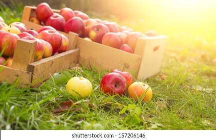 photo of freshly picked red apples in a wooden crate on grass in sunshine light. - Powered by Shutterstock