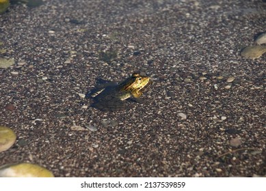 Photo Of Frog Standing In Water