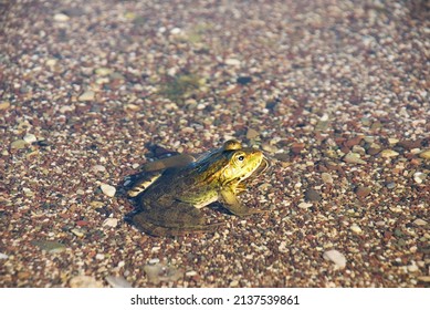 Photo Of Frog Standing In Water