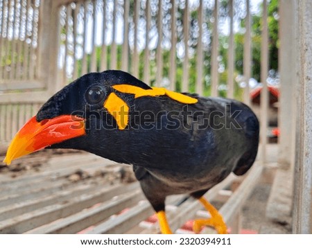 photo from the front of one of the birds called Beo, mamiang, or golden tiong is a type of bird belonging to the Sturnidae tribe.