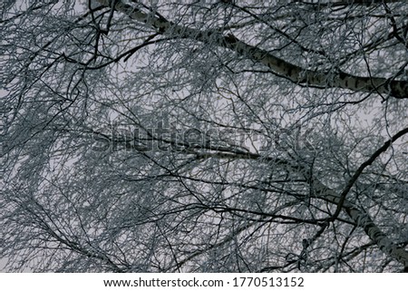 Similar – Image, Stock Photo Forest & Trees Environment