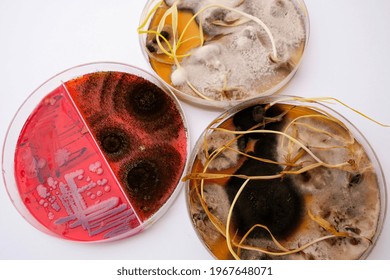 Photo Of Fungi Growth On Agar Media In Petri Dish