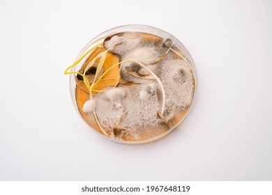 Photo Of Fungi Growth On Agar Media In Petri Dish