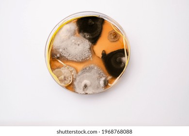 Photo Of Fungi Growth On Agar Media In Petri Dish