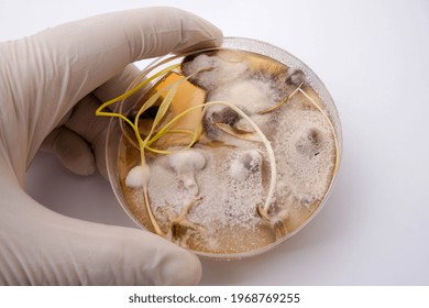 Photo Of Fungi Growth On Agar Media In Petri Dish