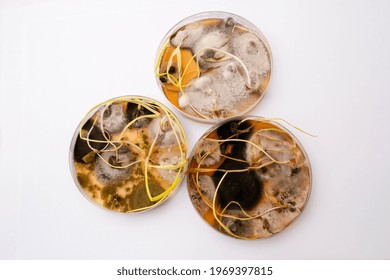 Photo Of Fungi Growth On Agar Media In Petri Dish