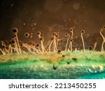 photo of fungi mold mycelium growth and spores under the microscope