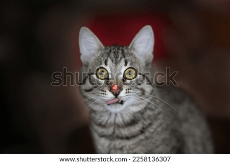 Similar – Cat sitting in a cat bed on a couch