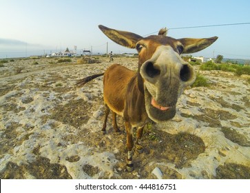 Photo of the funny donkey in desert of Morocco