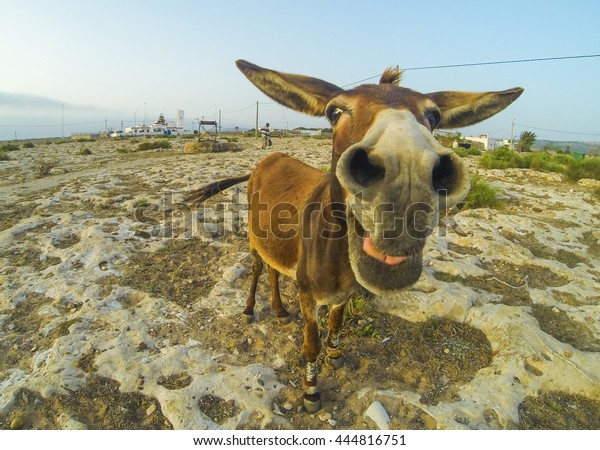 photo-funny-donkey-desert-morocco-600w-444816751.jpg