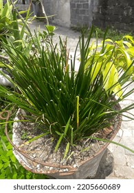 Photo Garlic Chives Taxon Plant, Taken From The Close-up Angle