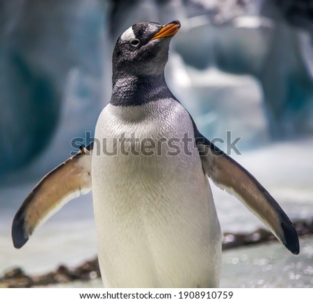 A photo of a Gentoo Penguin (Pygoscelis papua) found at Birmingham sealife centre.