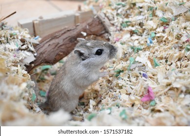 Cute animals  Photo-gerbils-colourful-cage-260nw-1571537182