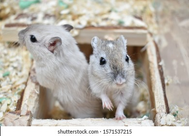 Cute animals  Photo-gerbils-colourful-cage-260nw-1571537215