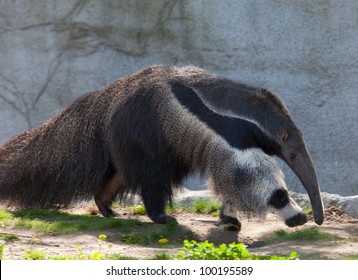 Photo Of A Giant Ant Eater Walking