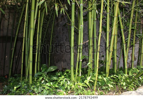 photo of giant bamboo\
plants with green leaves and stems, bamboo garden, growing bamboo,\
wild bamboo plants