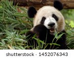 photo of giant panda, the giant panda is Endangered species