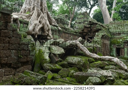 A photo of the giant roots of the famous spung trees at the Ta Prohm temple site. The trees are responsible for the collapsing of the structures. Wooden supports holding up the roof can be seen. 