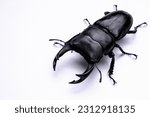 Photo of a giant stag beetle against a white background.
The largest stag beetle in Japan.