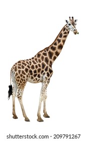 Photo Of A Giraffe Isolated Over White