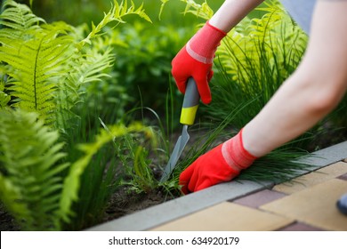 Photo of gloved woman hand holding weed and tool removing it from soil.