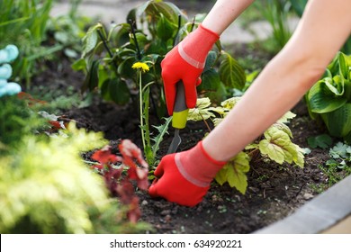 Photo of gloved woman hand holding weed and tool removing it from soil. - Shutterstock ID 634920221