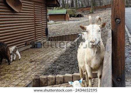 Photo of a goat in a wooden enclosure. A goat standing by a wooden fence. Domestic animal, goat in white color, horns. In the background of the exhibition paddock.
