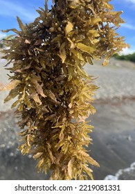 Photo Of Golden Brown Algae Harvested From The Sea