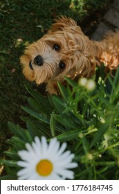 Photo Of A Golden Doodle Pup In The Garden