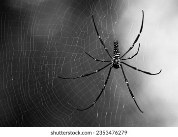 Photo of a golden orb-weavers spider with web  - Powered by Shutterstock