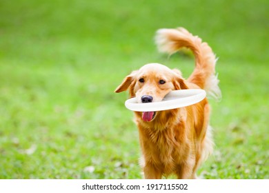 Photo of golden retriever having fun at outdoor walk. Happy dog catch and retrieve flying disk. Actions, training games with family pets and popular dog breeds on summer vacation