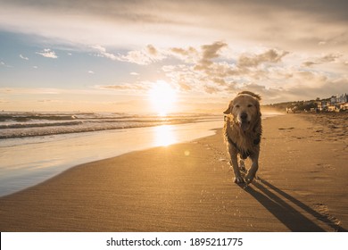 Photo of golden retriever walking on sand beach. Happy dog wet after swimming run with water splashes along sea surf. in spain catalonia
