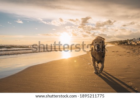Photo of golden retriever walking on sand beach. Happy dog wet after swimming run with water splashes along sea surf. in spain catalonia