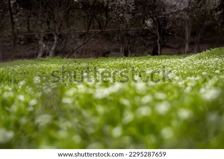 Similar – Image, Stock Photo celery Food Vegetable