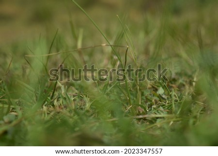 Similar – Image, Stock Photo a little flower blooms on a grassy meadow