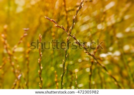 Similar – gold Plant Sunlight Spring