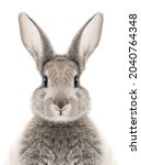 photo of a gray bunny on a white background for digital printing wallpaper, custom design 