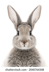 photo of a gray bunny on a white background for digital printing wallpaper, custom design 