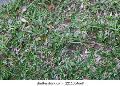 A Photo Of A Green Elephant Grass In A Park